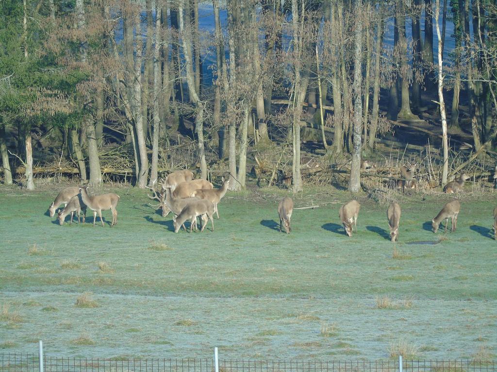 Gite Des Biches Birkenwald Exteriér fotografie