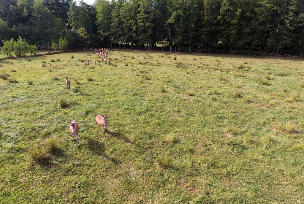 Gite Des Biches Birkenwald Exteriér fotografie